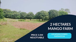 V20NA 2 HECTARES MANGO FARM PRICE 35M LOCATION CUYAPO NUEVA ECIJA [upl. by Wiburg]