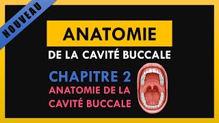 Anatomie De La Cavité Buccale  Chapitre 2  Anatomie de la cavité buccale [upl. by Aihsenat]