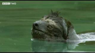 Rare Swimming Pygmy Sloth  Decade of Discovery  BBC Two [upl. by Maunsell]