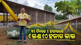 ୩୫ ଦିନରେ ୧ ଲକ୍ଷ ୧୦ ହଜାର ଲାଭ  5 thousand capacity poultry farm in odisha  Poultry Farm in Sonepur [upl. by Oker]