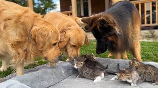 Golden Retriever Meets Kittens for the First Time [upl. by Fletch813]