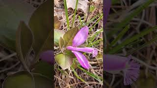 Birds on the wing or Polygala Polygaloides signs of many things [upl. by Ahtoelc253]