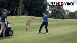 Shocking moment angry kangaroo attacks golfer [upl. by Tezil]