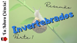 Resumão Reino Metazoa Invertebrados parte 1 [upl. by Franci]