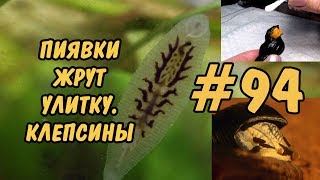 94 ЖЕСТЬ ПИЯВКИ ЖРУТ УЛИТКУ КЛЕПСИНЫ LEECHES VS SNAIL [upl. by Allys]