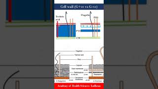 Cell wall Gram positive vs Gram negative bacteria  Microbiology  by Imran Yaseen [upl. by Arol]