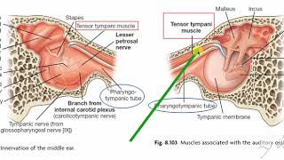 Middle ear muscles 2 [upl. by Renaud]