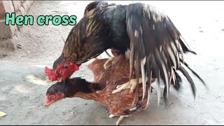 Rooster Mating chicken  Rooster Mating Hen  Chicken Mating  Hen crossing Aseel Murga Murgi Cross [upl. by Eed]