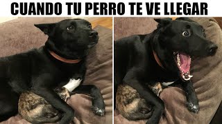 MEMES DE PERRITOS Y GATITOS 3 [upl. by Verney]