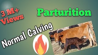 Normal Calving Parturition in the Cow [upl. by Barby131]