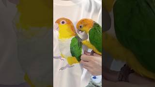 【シロハラインコ】愛情表現 Shorts シロハラインコ Caique [upl. by Eberle259]