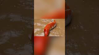 Stop Motion ASMR Fish Figh 20102024 fish shorts asmr fynnyvideo fish funny [upl. by Ailat]