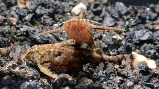 Asian Stone Catfish Hara jerdoni Species Spotlight [upl. by Cad296]