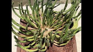 Euphorbia inermis Part 2 Repotting and Cleaning  Episode 130 [upl. by Utter138]