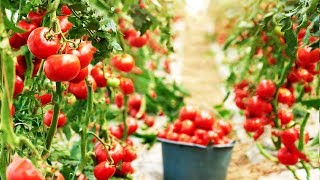 Amazing Greenhouse Tomatoes Farming  Greenhouse Modern Agriculture Technology [upl. by Audwen]