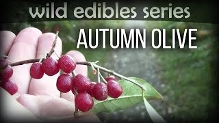 Autumn Olive  Wild Edibles Series [upl. by Andriette]