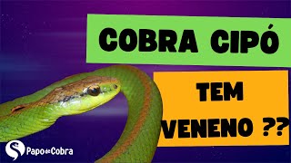 Cobra verde tem veneno  Philodryas olfersii  Papo de Cobra [upl. by Eitsyrc]