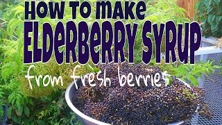 How To Make Elderberry Syrup From FRESH Berries [upl. by Eimia]