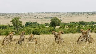 Spotting A Rare Group of 8 Cheetah  Seven Worlds One Planet  BBC Earth [upl. by Vigen]