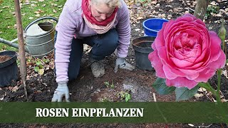 Rosen einpflanzen  Wie man Wurzelnackte und Container Rosen richtig einpflanzt [upl. by Ahseek]