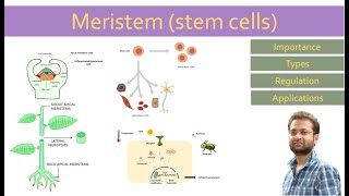 Meristem stem cells importance types regulation How they work [upl. by Leinahtan]