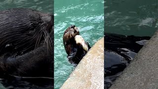 Sea otter Mishka has mastered the art of opening oysters 🦦🦪 seaotter shorts [upl. by Lyckman]