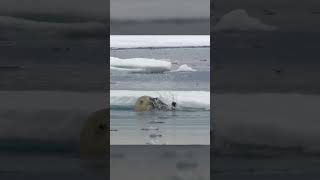 Polar Bears Stealty Ambush on a Seal From BBC Earth wildlife animals [upl. by Latyrc806]