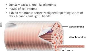 AampPI Chapter 9 Anatomy of Muscle Tissue [upl. by Avonasac]