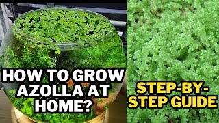 Secrets to Success Azolla Growing Tutorial azolla farming [upl. by Adlesirc]