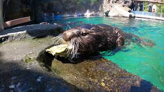 Sea Otter Eating Makes Crunchy Sounds With Clams Oysters Mussels [upl. by Harriman]