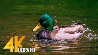 Geese and Ducks on Water Short 4K Film  Nisqually National Wildlife Refuge Washington [upl. by Andrade]