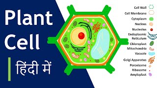 Plant cell क्या है  संरचना और कार्य  Plant Cell Model कैसे बनाना है Basic Science Series Hindi [upl. by Asseneg58]