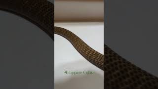 Philippine cobra Naja philippinensis born here earlier last year [upl. by Tristas89]