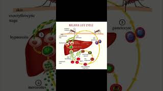 Malaria life cycle  nursinglifeviral motivational ✔️ [upl. by Olga]