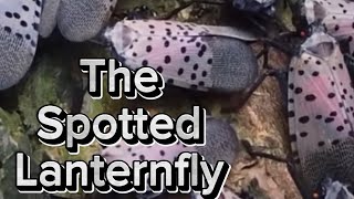 Spotted Lanternfly [upl. by Susie920]