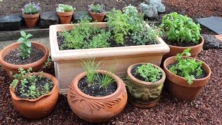 How to Plant a Culinary Herb Garden DIY Kitchen Garden [upl. by Kcireddor]