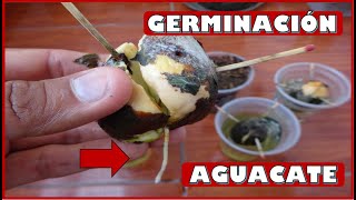 APRENDE A GERMINAR SEMILLAS O PEPAS DE PALTA  AGUACATE DE FORMA CASERA [upl. by Elocin]