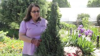 How to Prune Upright Juniper  Grow Guru [upl. by Slater]