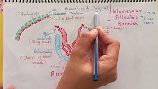 MALPIGHIAN BODY RENAL CORPUSCLE NEPHRON  STRUCTURE AND FUNCTION CH19 NCERT CLASS XI [upl. by Anselma357]