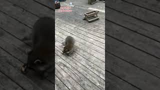 Raccoons emerging from below decks Peanut Butter Club Diary [upl. by Redford]