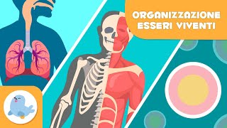 Organizzazione degli esseri viventi 🦠🦴🧍🏻‍♂️ Cellule tessuti organi sistemi e organismi 🔬 [upl. by Merna]