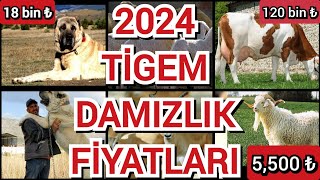 2024 TİGEM damızlık satış fiyatları güncellendi  Nasıl başvuru yapabilirim  Detaylı anlatım [upl. by Eidassac]