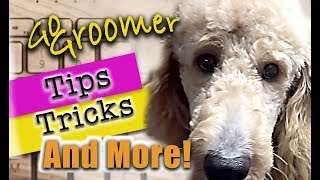 GoldenDoodle GroomingTips and Products [upl. by Anilok]