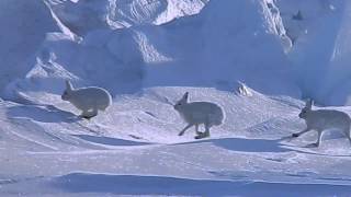 Arctic Hare Crossed Over Sea Ice [upl. by Aurel]