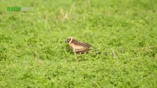 Steppenweihe Juvenil I Circus Macrourus I Pallid Harrier I Aguilucho Papialbo I Busard Pale [upl. by Iago]