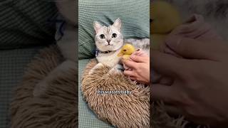 Cats Hilarious Journey🤣From EggLaying Beliefs to Duckling Lovefunny categg laying egg [upl. by Llenram350]