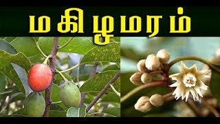 mimusops elengi மகிழமரத்தின் வைத்தியம்  makizha maram [upl. by Salis959]