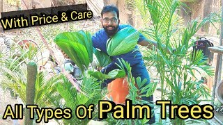 All Types of Palm Trees  How to Grow variety of Palm Trees In India  Palm Care amp Price [upl. by Cower]