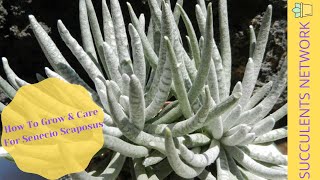 How To Grow amp Care For Sencecio Scaposus Woolly Senecio [upl. by Fulbright]