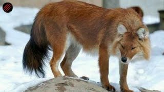 Is a Dhole the Perfect Predator German Shepherdsized quotFoxquot [upl. by Azilef]